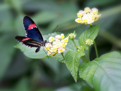 20090531_butterfly_008_1_sm.jpg