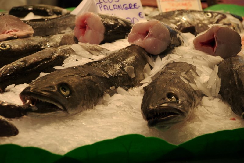 Fish at the Santa Caterina Market
