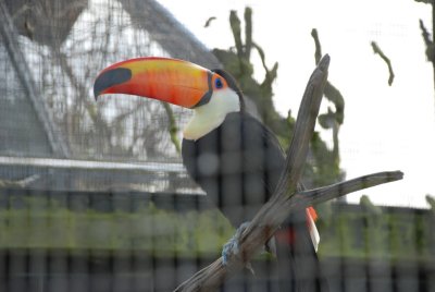 Toucan Sam