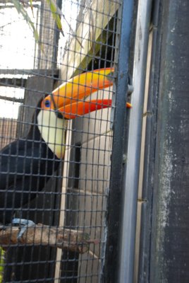 Toucan Sam trying to break free
