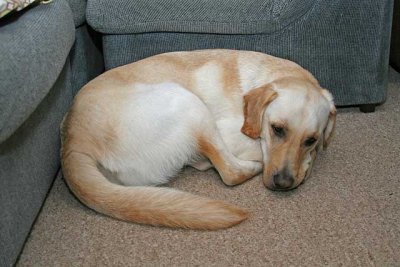 IMG_2932Buddy.jpg