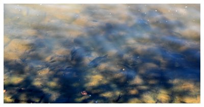 Fish in the Yarra River