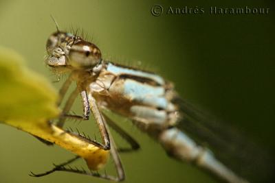 g3/70/368070/3/53485674.Damsel2.jpg