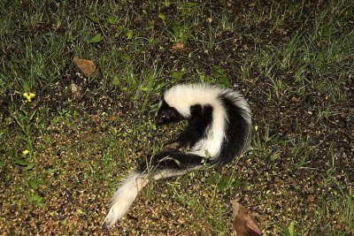 SKUNK!!!!!