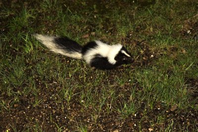 Skunk_2.jpg
