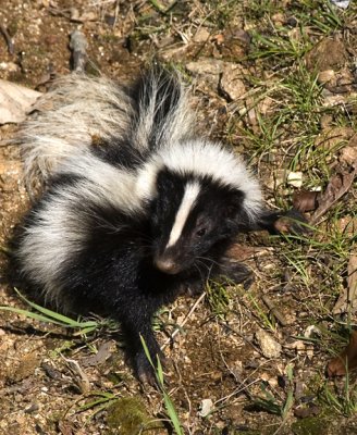 Skunk_4.jpg