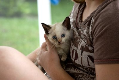 kitten2.jpg