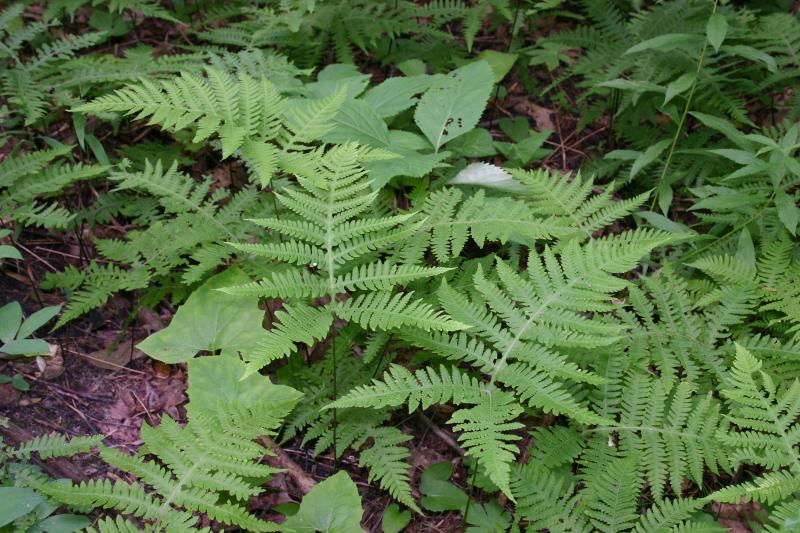 Phegopteris hexagonoptera plants.jpg