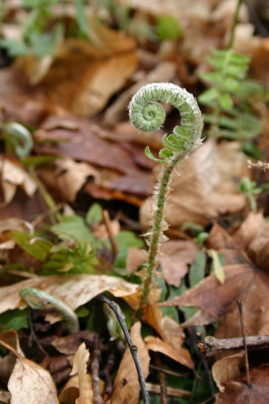 Polystichum acrostichoides fiddlehead.jpg