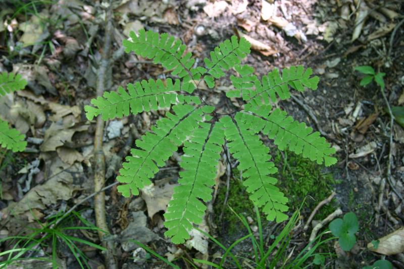 Adiantum pedatum frond.jpg