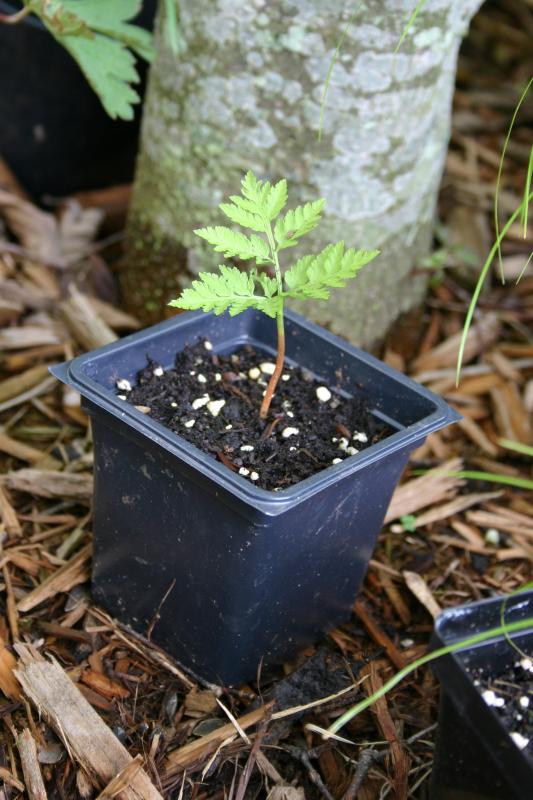 Botrychium virginianum plant.jpg