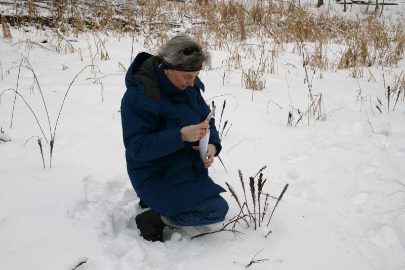 Laura collecting spores.jpg