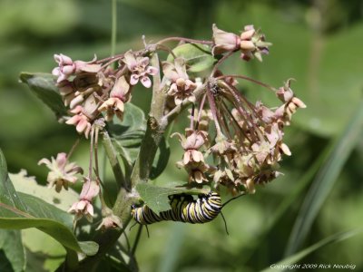 Monarch caterpillar