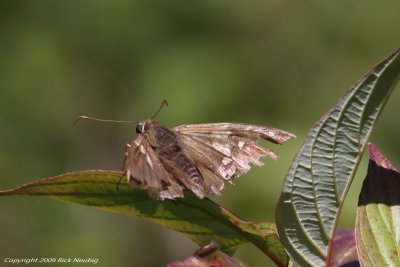 Silver-spotted Skipper
