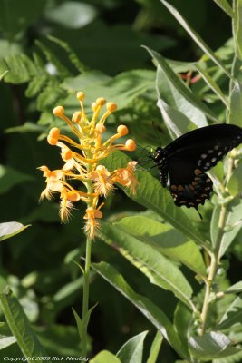 P.ciliaris & S.b.swallowtail