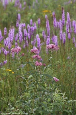 Swamp milkweed