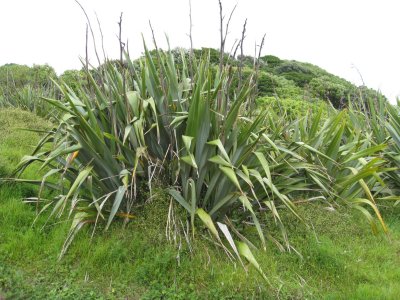 New Zealand flax plant