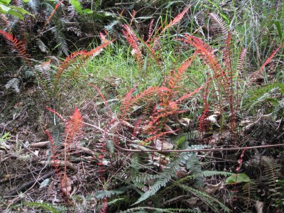 Red ferns