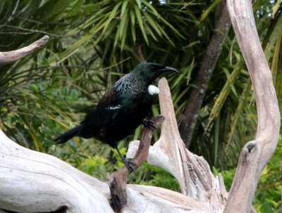 A tui, which has an amazing vocal repertoire of honks, clunks, and whistles