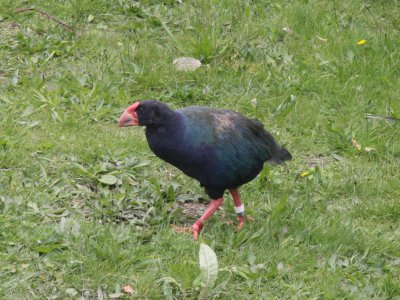 Cheesecake, one of the thieving takahe that hang around the visitor centre