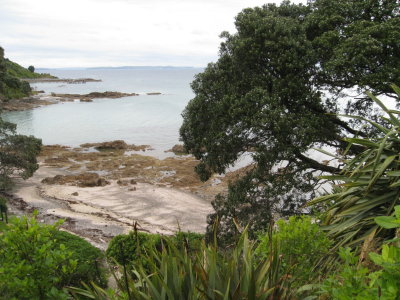 View of the Tiritiri Matangi shoreline