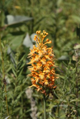 Yellow-Fringed Orchid