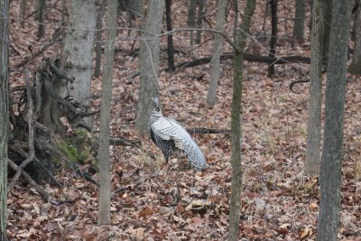 IMG_1945.JPG