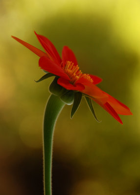 Mexican Sunflower  