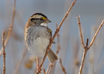 White Throated Sparrow 