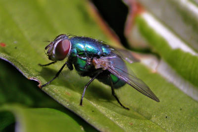 Green Bottle Fly