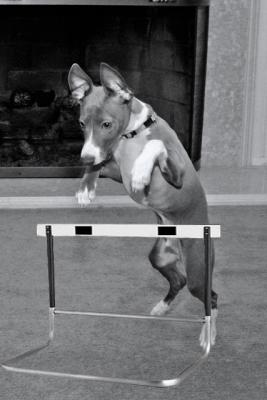 Hurdle dog