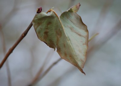 Winter leaf