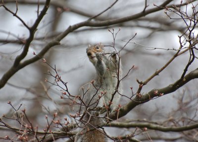 Squirrel eating Japanese Maple Buds