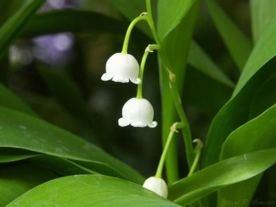 g3/70/4170/3/54842410.LilyoftheValley.jpg