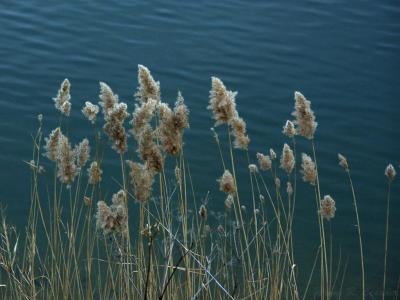 Lakeside Grasses.jpg