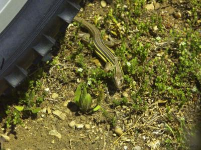 Campsite Visitor.jpg