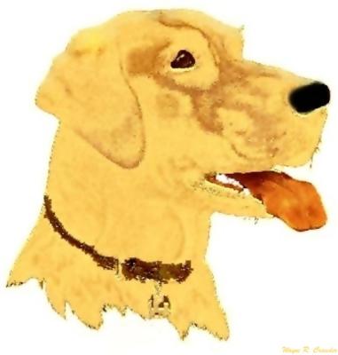 yellow dog.jpg
