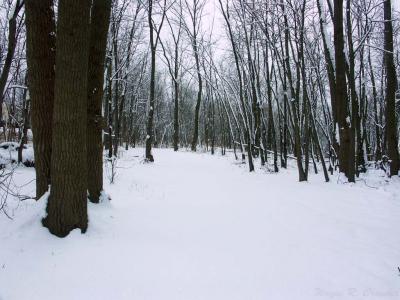 Winter Walk 16.jpg