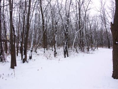 Winter Walk 17.jpg