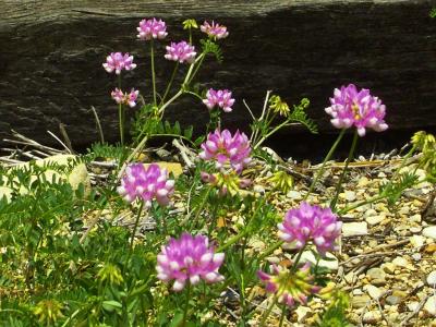Small Flowers.jpg