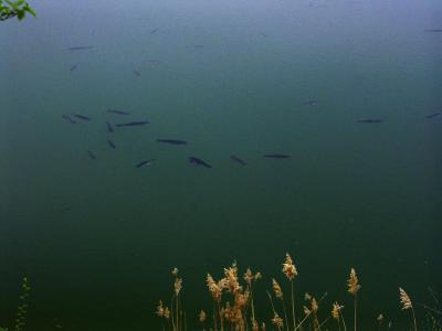 Anyone for Fishing.jpg