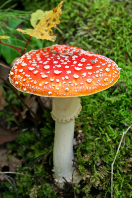 g3/70/417470/3/66712571.DXWsr2QA.jpg