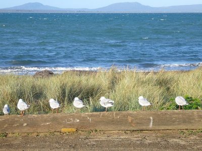 a flock of seagull