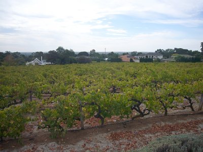 the wineyard