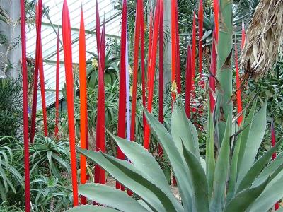 g3/70/495670/3/54839038.ChihulyatPrincessofWalesConservatory13.jpg