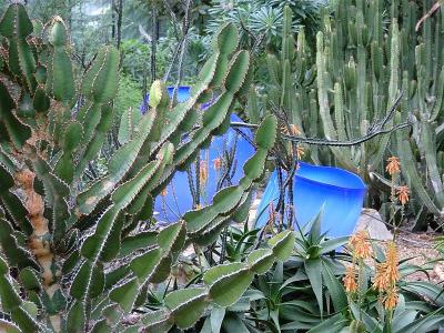 g3/70/495670/3/54839040.ChihulyatPrincessofWalesConservatory15.jpg