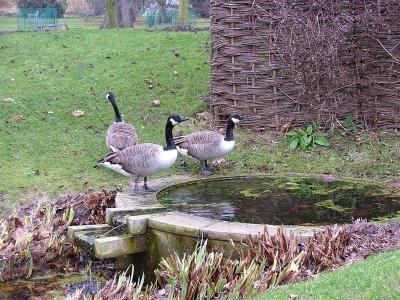 g3/70/495670/3/54839209.VisitorstotheSecludedGarden.jpg