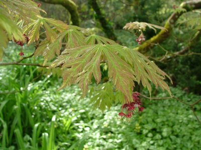 Acer at entrance to Colby Woodland Garden