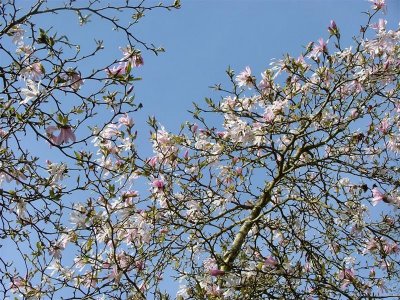 Magnolia, Colby Woodland Garden