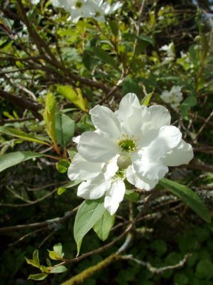 Colby Woodland Garden